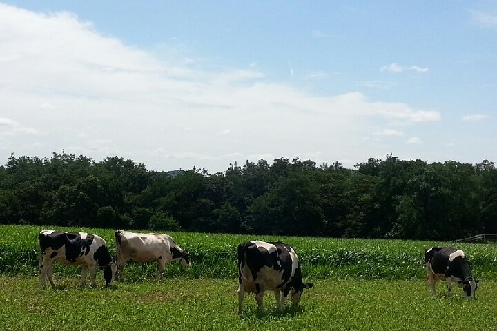 It has an idyllic landscape and beautiful architecture that is selected as the most beautiful ranch in Korea, so it is steadily loved by many people.